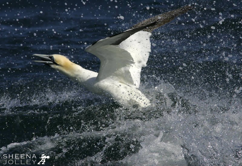 Wings and Water.jpg - Gannet taking off